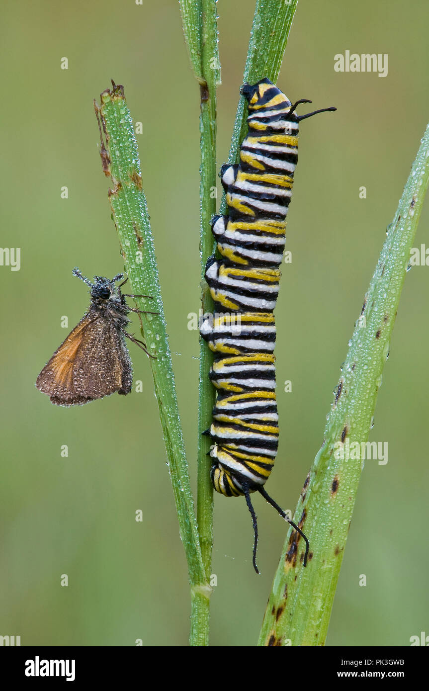 Skipper Butterfly et Papillon monarque (Danaus plexippus) larve, USA, par aller Moody/Dembinsky Assoc Photo Banque D'Images