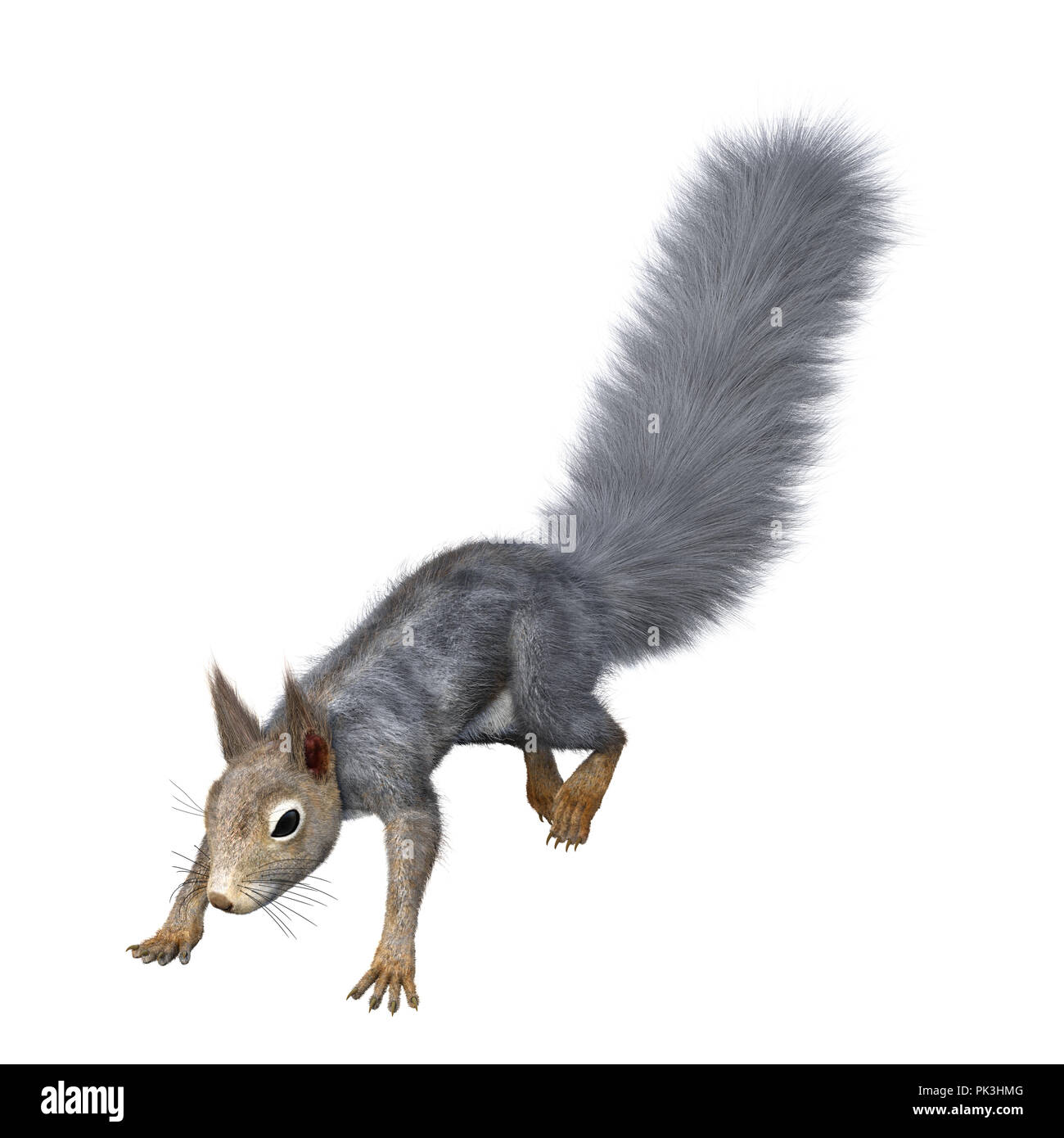 Le rendu 3D d'un écureuil gris isolé sur fond blanc Banque D'Images