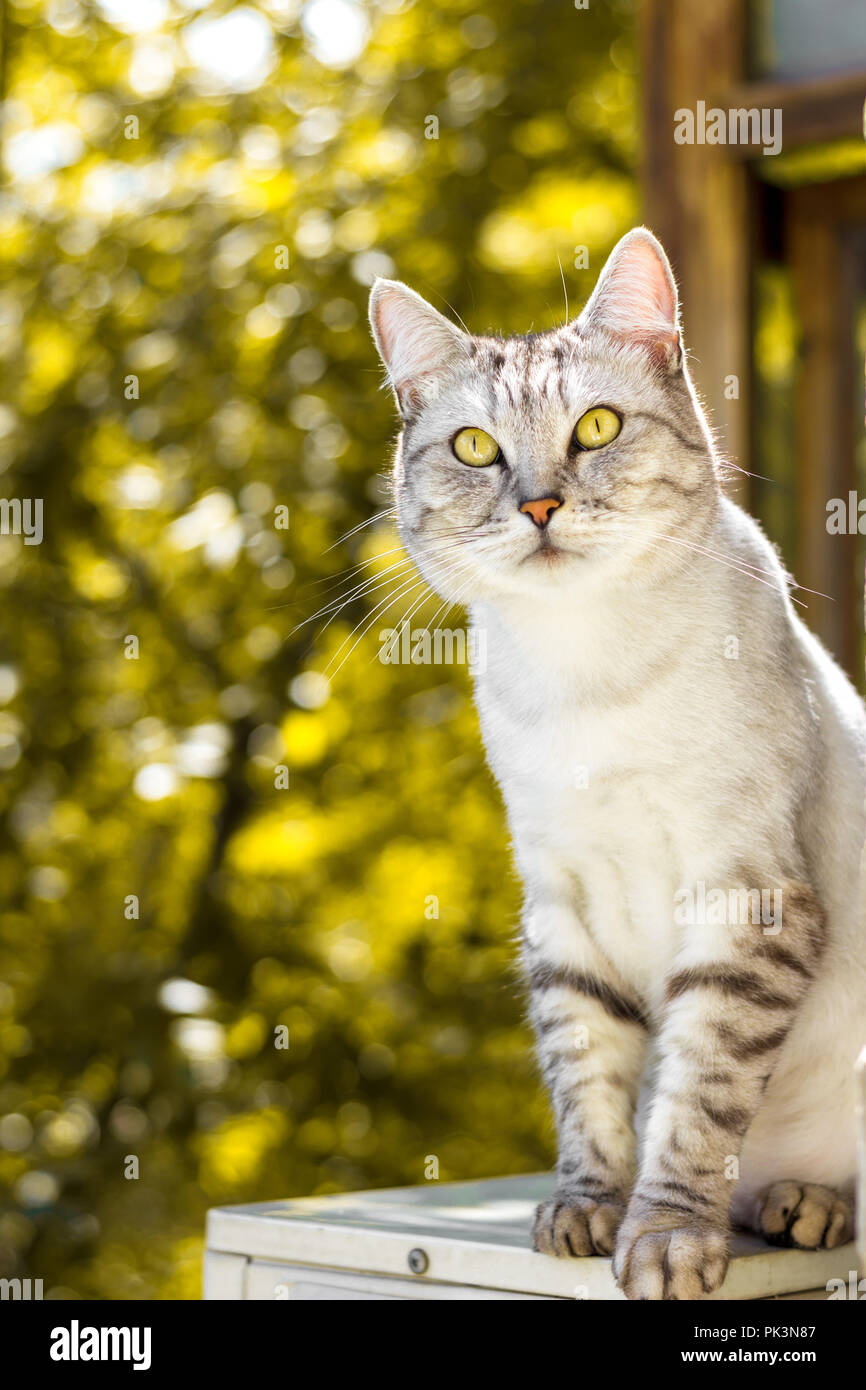 Chat Gris Assis Sur Vert Jaune Automne Arrière Plan Flou