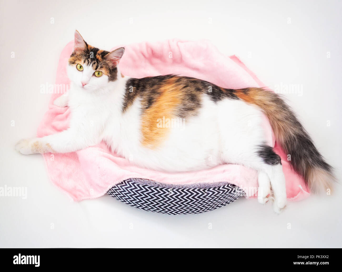 Cat de la grossesse. Chat calico enceintes avec gros ventre portant sur le tissu rose looking at camera. Isolé sur fond blanc. Banque D'Images