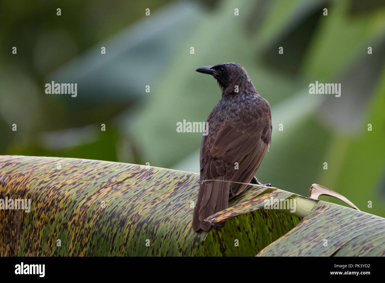 Le Samoan endémique Starling, un oiseau que l'on trouve uniquement dans les Samoa, vu à l'Hideaway Highland Samoa, Samoa Upolu sur. Banque D'Images