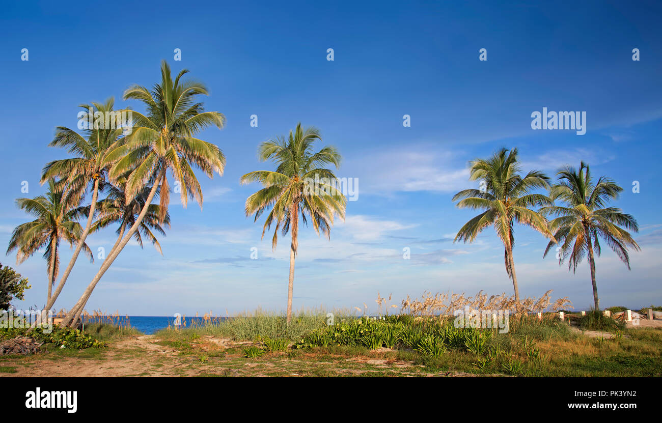Des cocotiers et une belle fin d'après-midi ensoleillée sur une plage isolée près de Fort Lauderdale. Banque D'Images Des cocotiers et une belle fin d'après-midi ensoleillée sur une plage isolée près de Fort Lauderdale. Banque D'Images