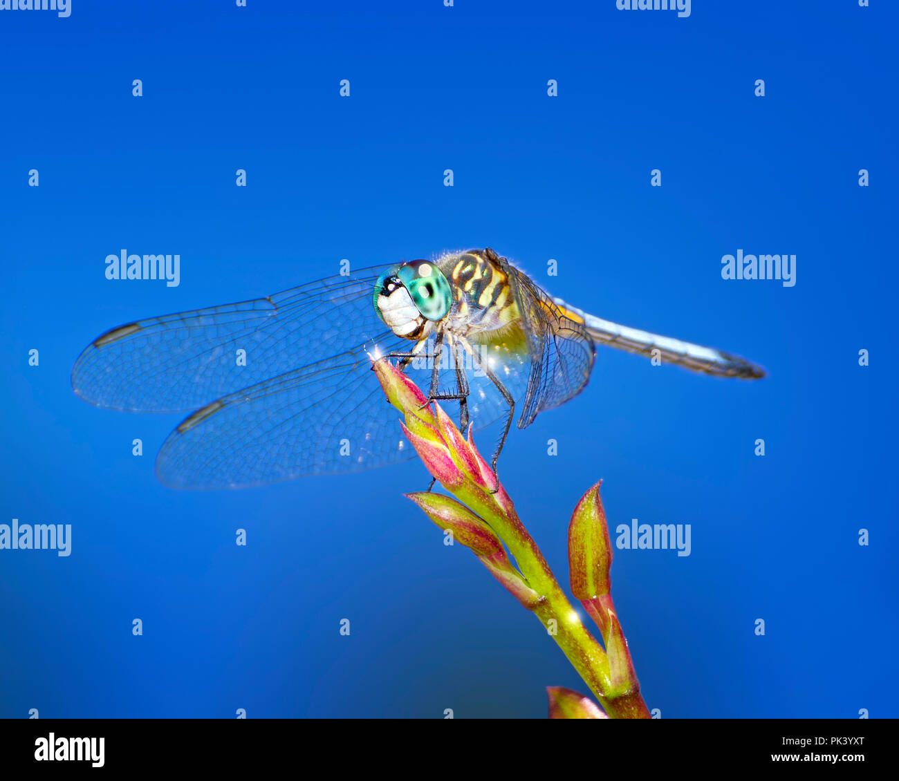 Bleu Libellule Dasher A s'arrête un instant sur une tige florale dans les Everglades de Floride. Banque D'Images