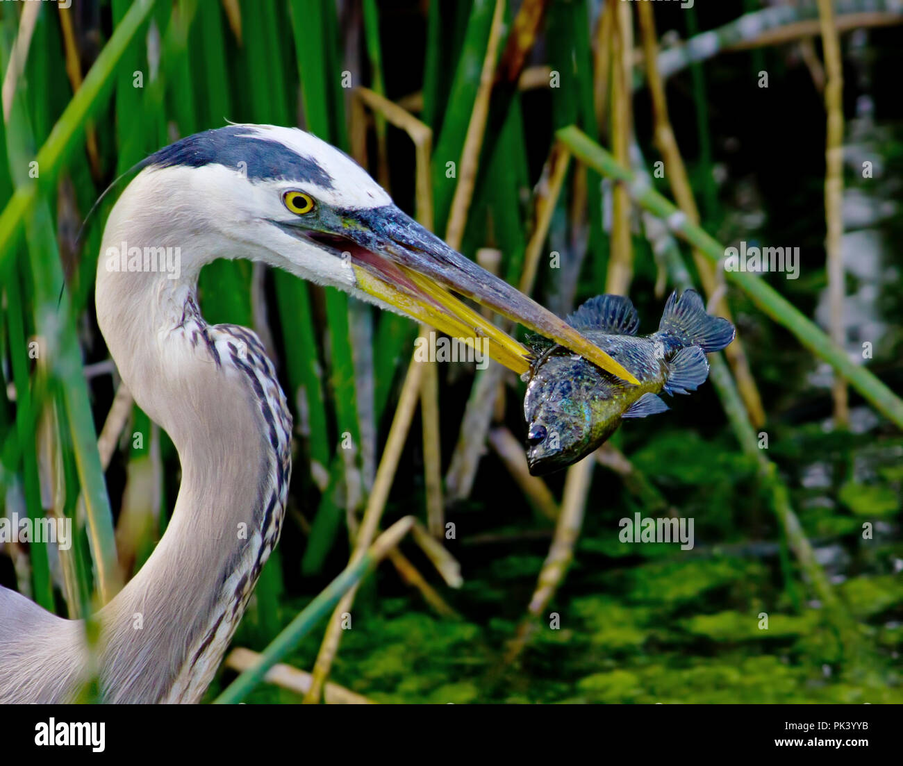 Grand Héron prend un poisson pour le dîner dans les Everglades de Floride. Banque D'Images Grand Héron prend un poisson pour le dîner dans les Everglades de Floride. Banque D'Images