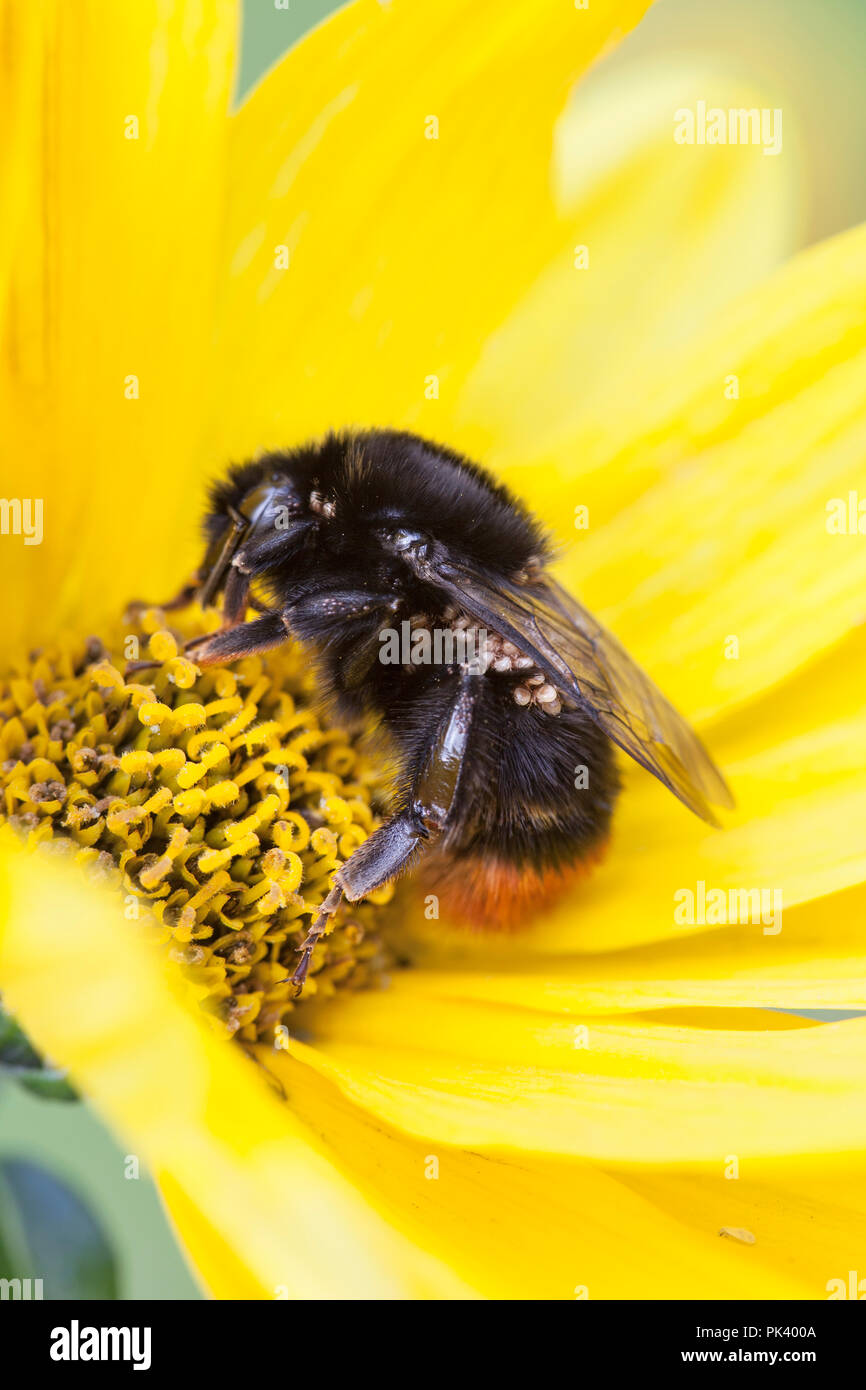 Cerf rouge de bourdons (Bombus lapidarius) avec les mites, UK Banque D'Images