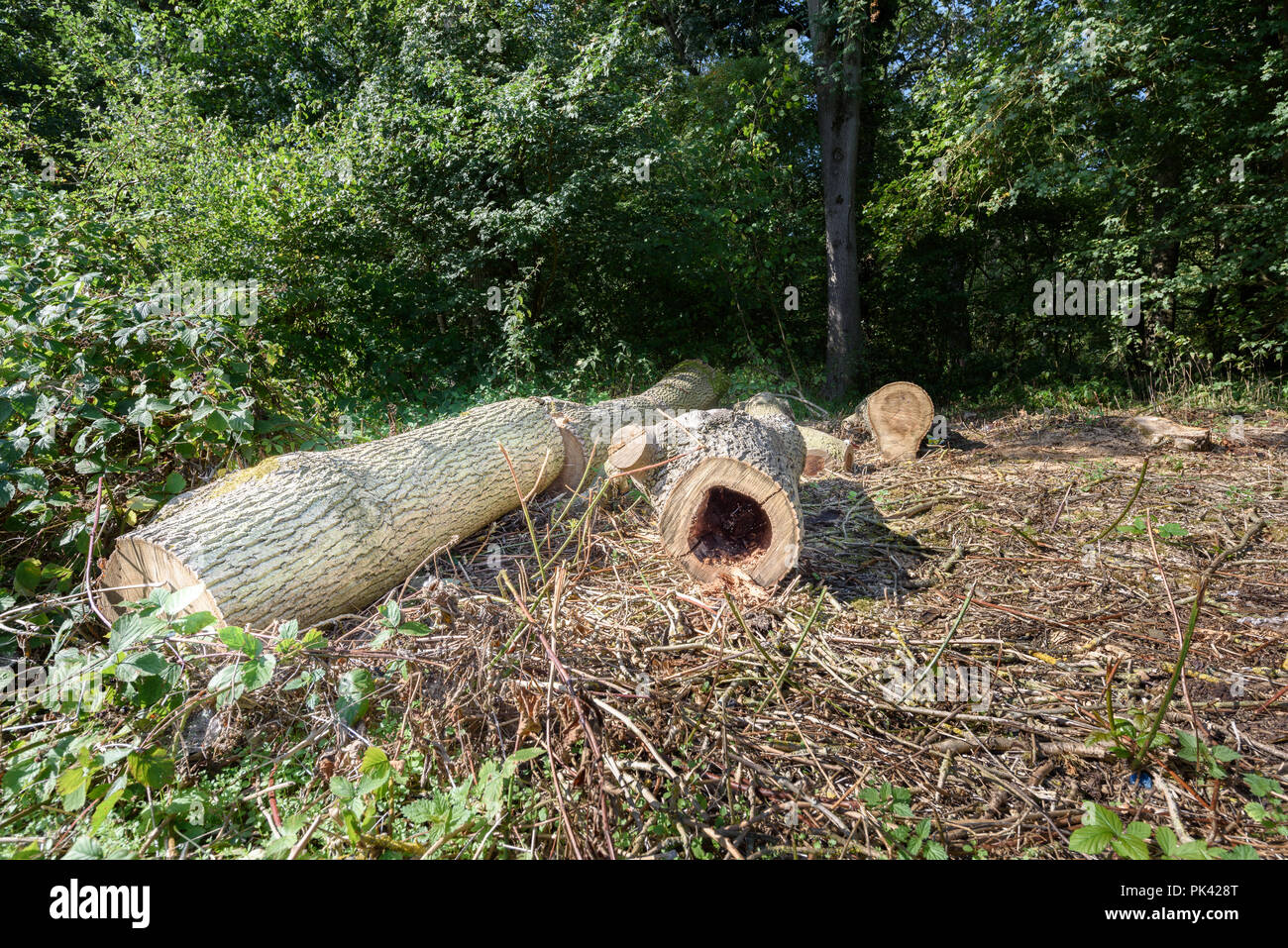 Arbre abattu au Kings Wood (850) réserve naturelle locale à Corby, Angleterre, vestige de l'époque médiévale, Rockingham forest un terrain de chasse royal. Banque D'Images