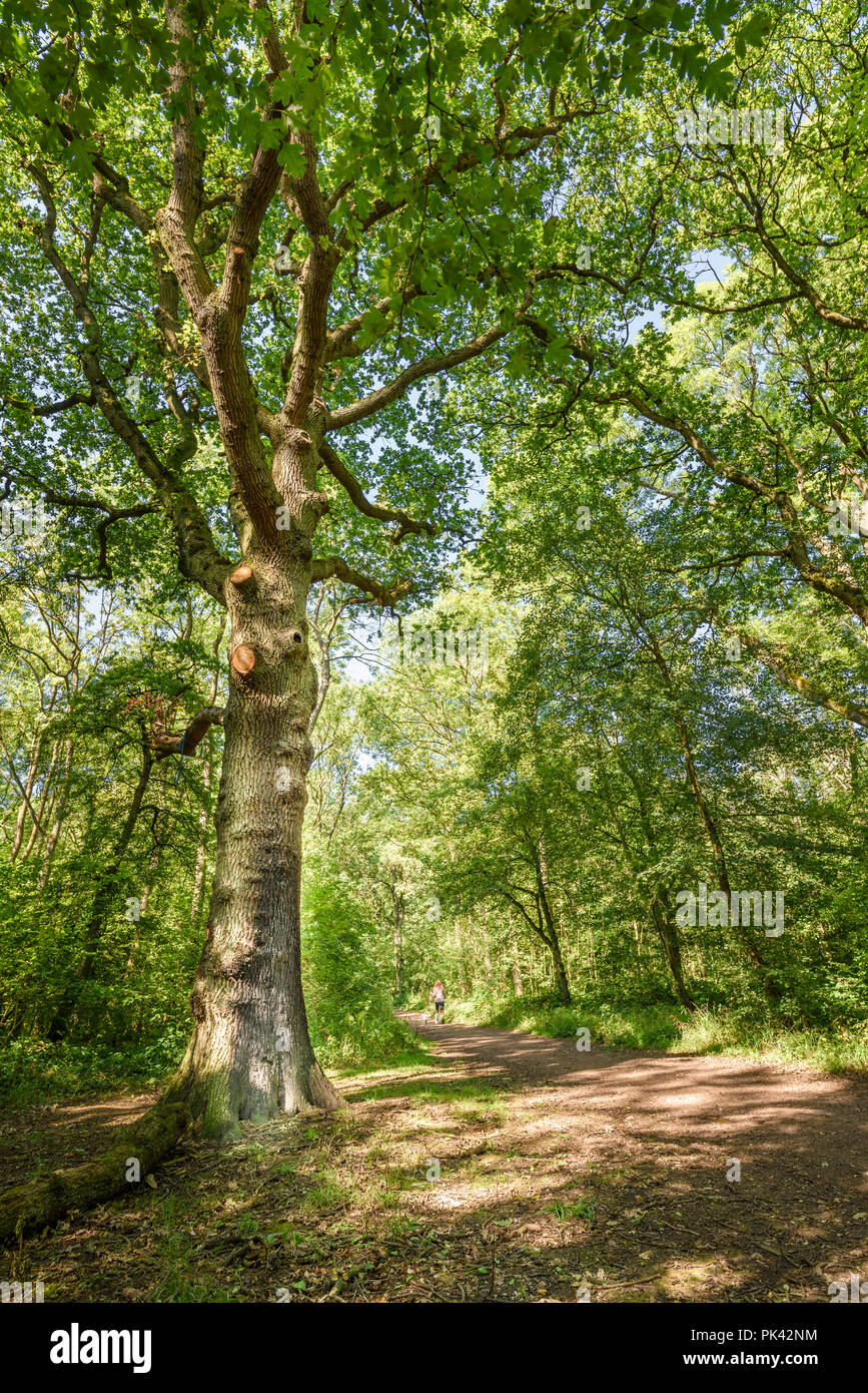 Une femme avec deux chiens promenades le long d'un chemin ensoleillé dans les rois en bois (850) réserve naturelle locale à Corby, Angleterre, vestige de l'époque médiévale Rockin Banque D'Images