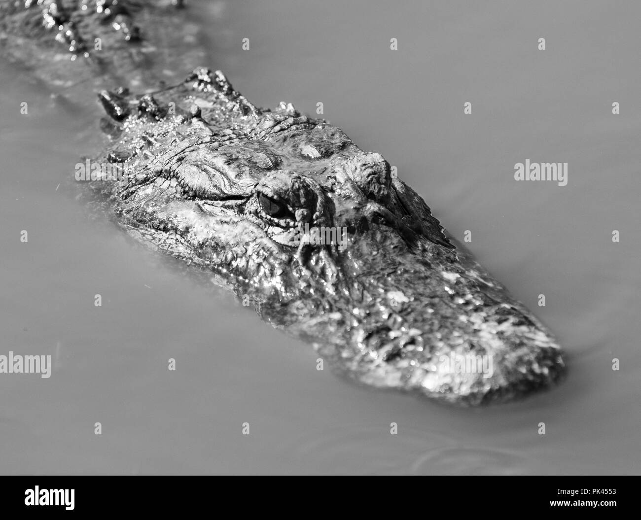 Un adulte surfaces alligator assez longtemps pour prendre le soleil et quelques respirations en Floride USA Banque D'Images