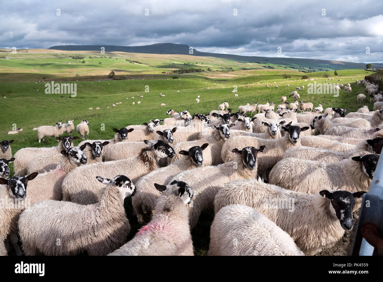 Des moutons paissant à Armoy, Ribblesdale, Yorkshire Dales National Park. Pen-y-Ghent pic est à l'horizon. Banque D'Images