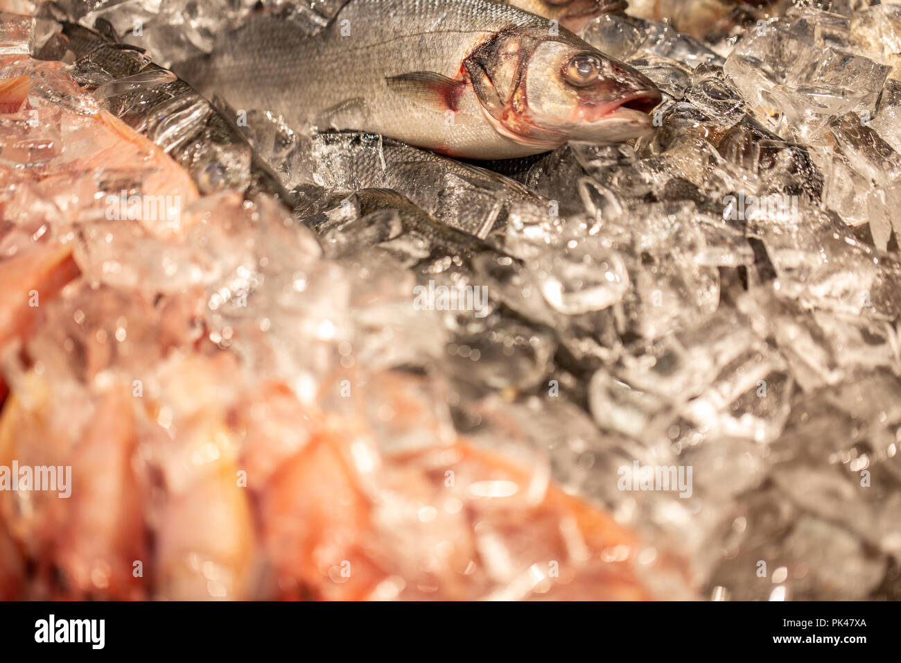 Coolled poissons frais, fruits de mer Truite lumineuse vente fond Banque D'Images