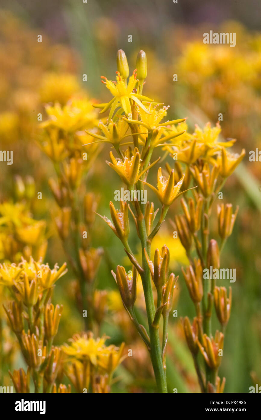 Bog Asphodel, Narthecium ossifragum, UK Banque D'Images