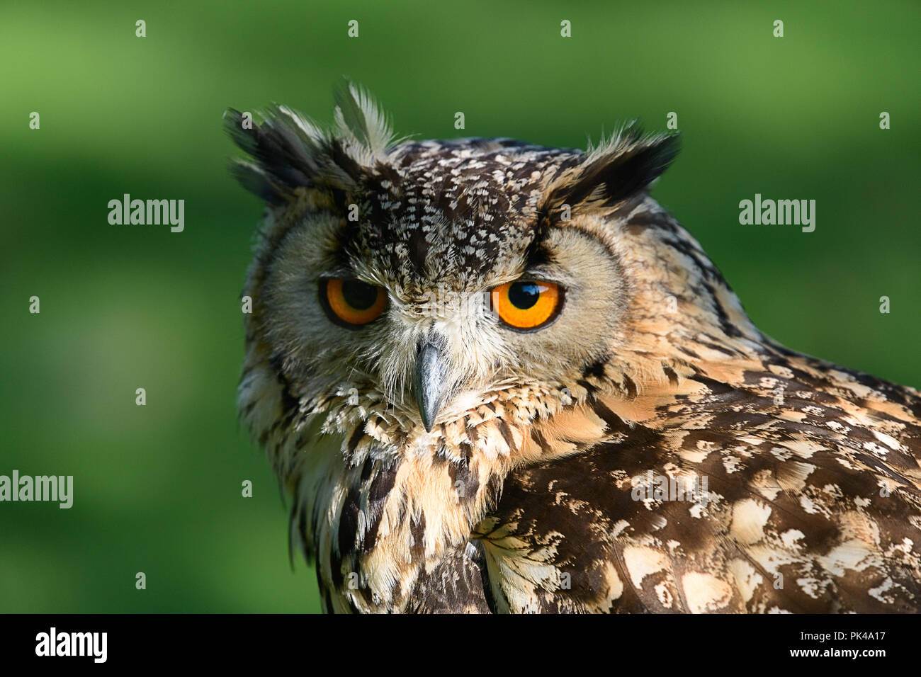 Spotted Eagle Owl Perching Banque D'Images