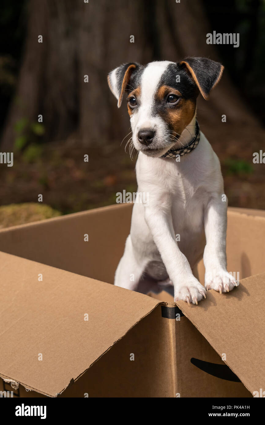 Deux mois Jack Russell Terrier 'Harry' posant dans une boîte en carton. Banque D'Images