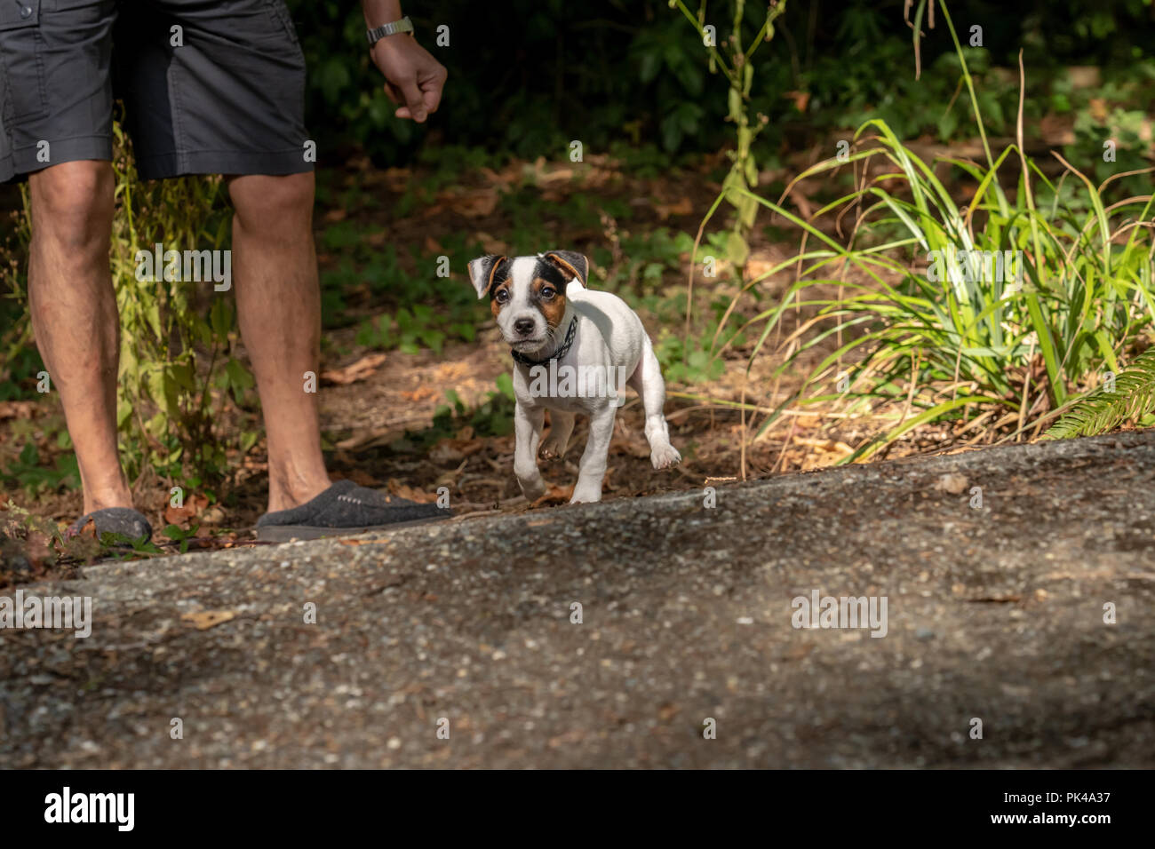 L'homme jouant avec ses deux mois Jack Russell Terrier "Harry" dans l'aménagement paysager naturel d'une cour du nord-ouest du Pacifique. Banque D'Images