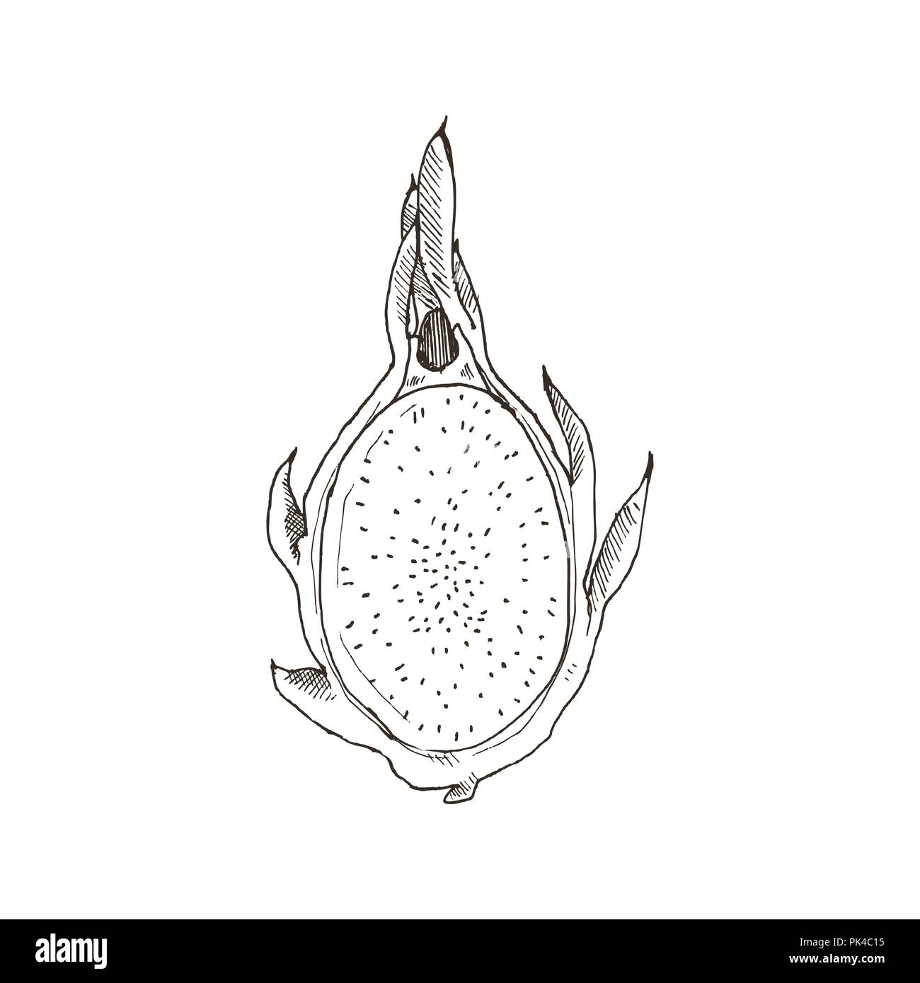 Hand drawn dragonfruit isolé sur fond blanc. Vector illustration croquis de fruits tropicaux. Illustration de Vecteur