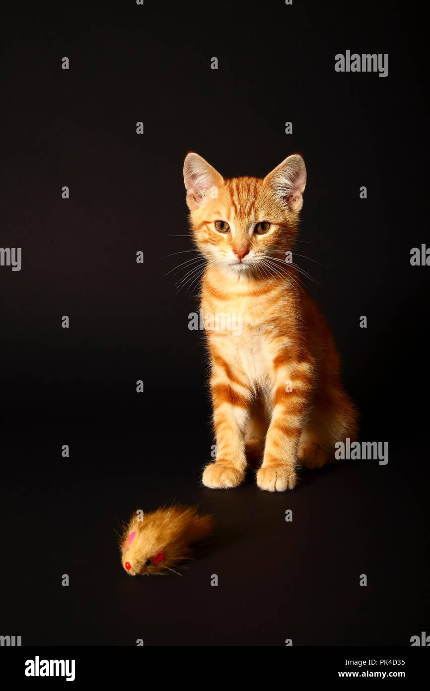 Le gingembre mackerel tabby12 semaine chaton isolé sur un fond noir Banque D'Images