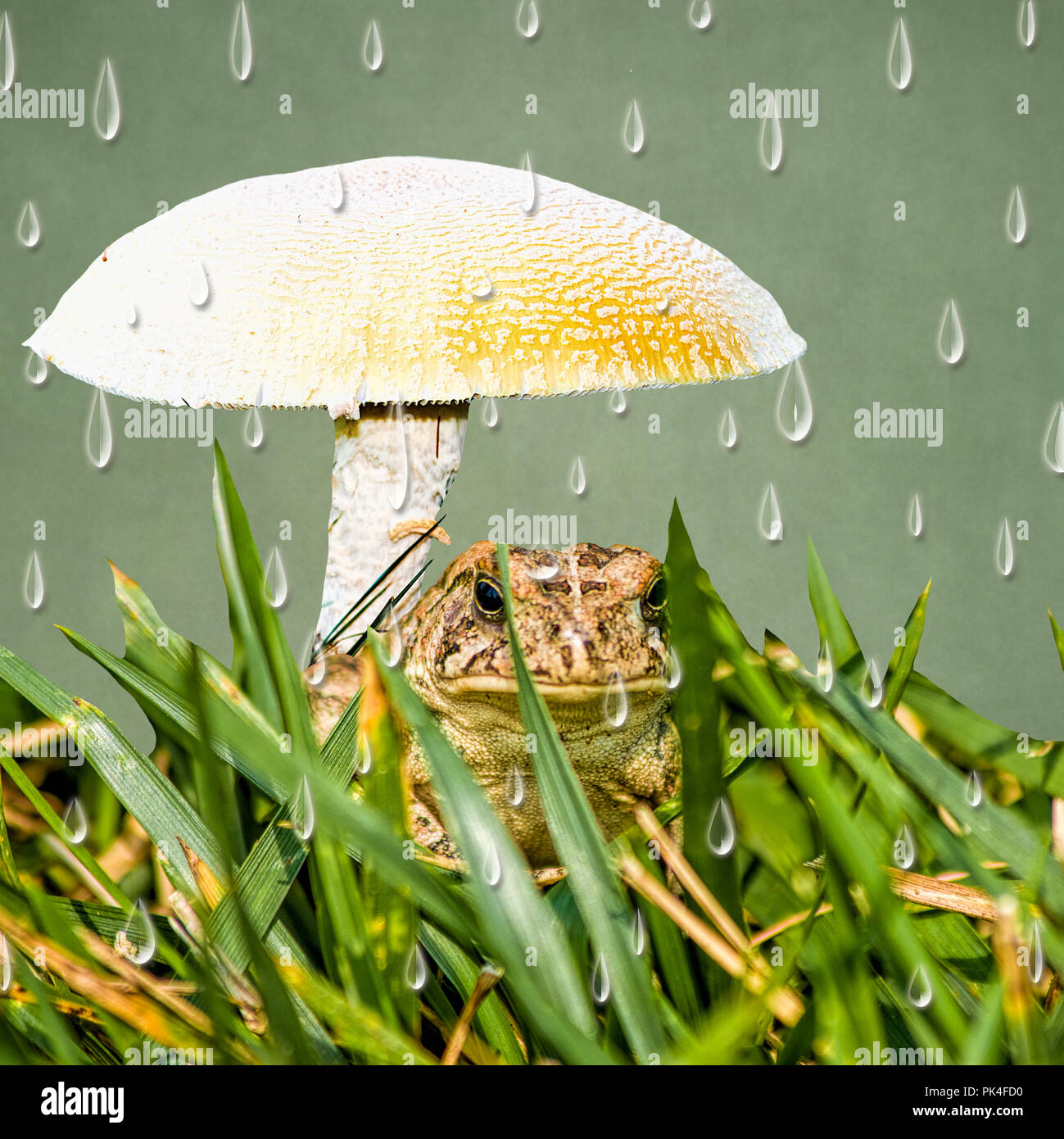 Droit de champignons réel avec un crapaud assis sous la pluie avec graphique ajoutée pour l'intérêt. Banque D'Images
