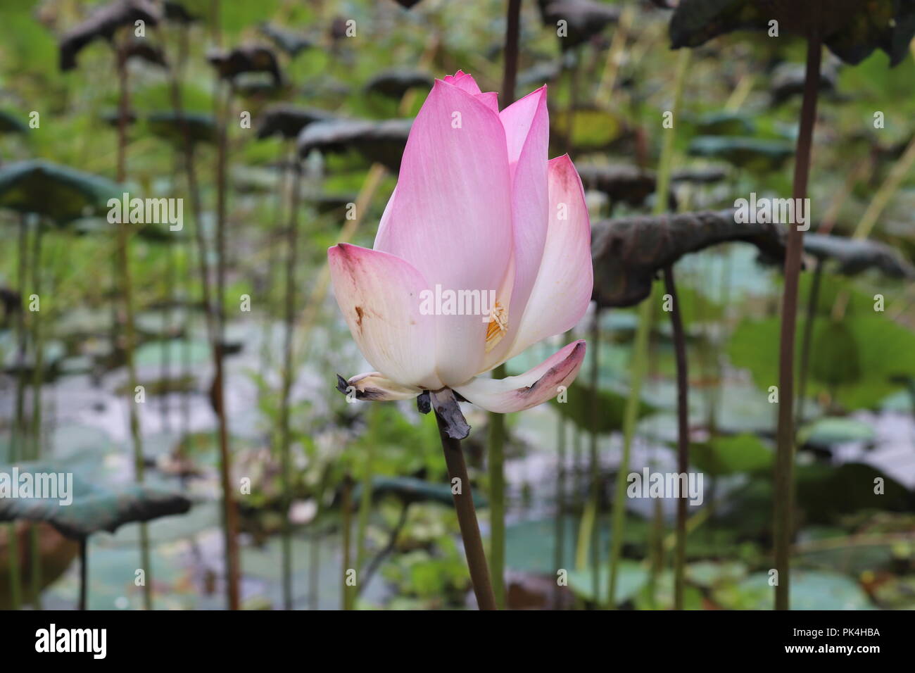 Waterlily ou lotus fleur dans l'étang.Lotus fleurs fleurit en livre.Sa fleur Vraiment Incroyable. Banque D'Images