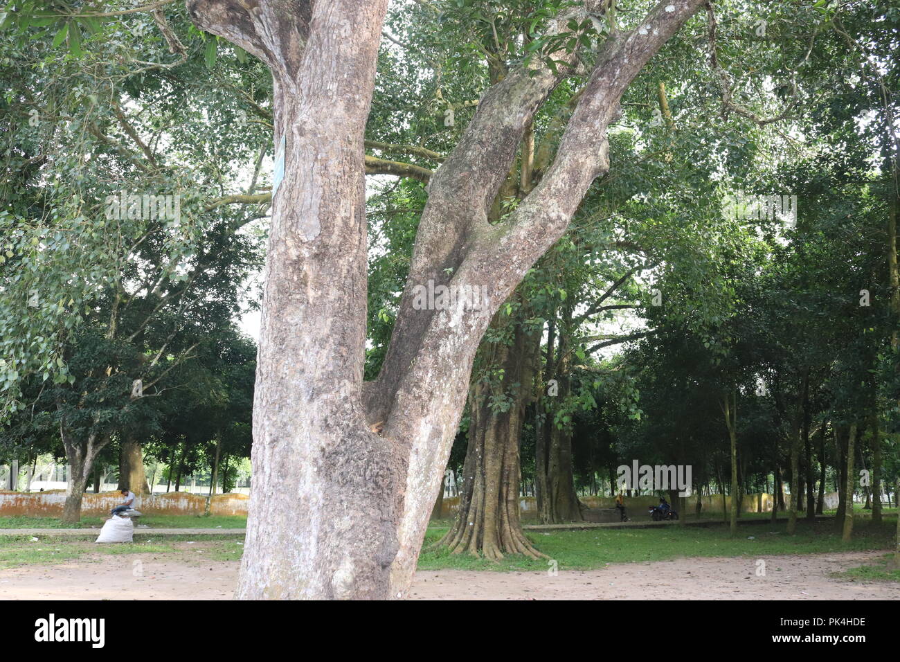 Grandes tiges de plantes.Big Tree, Beau et incroyable paysage dans Sunny Day. Banque D'Images