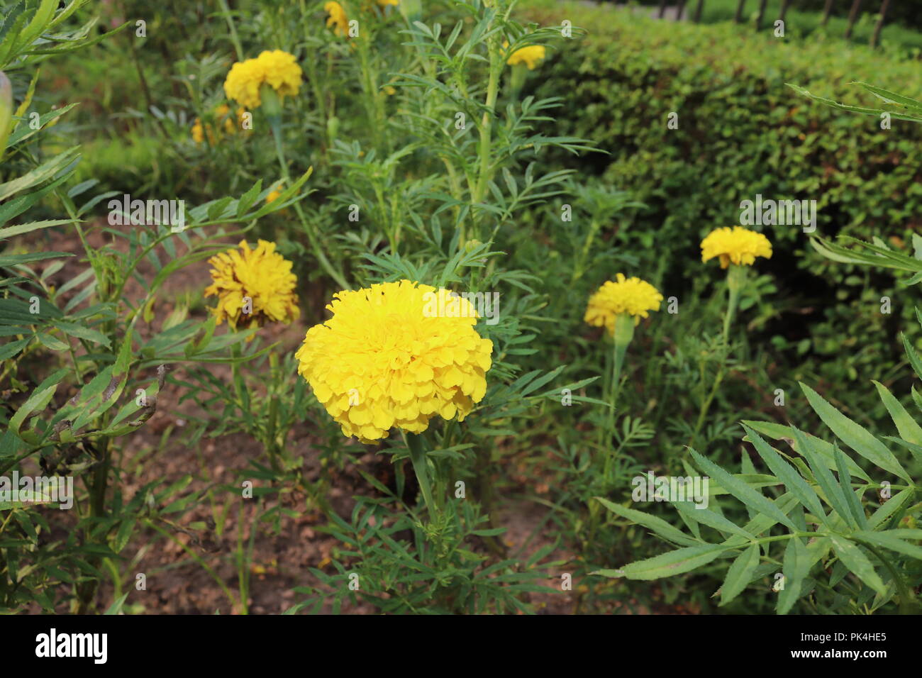 Marigold Flower.couleur jaune des fleurs de ganda.Le Plus Incroyable et beau Regardant dans le soleil jour. Banque D'Images