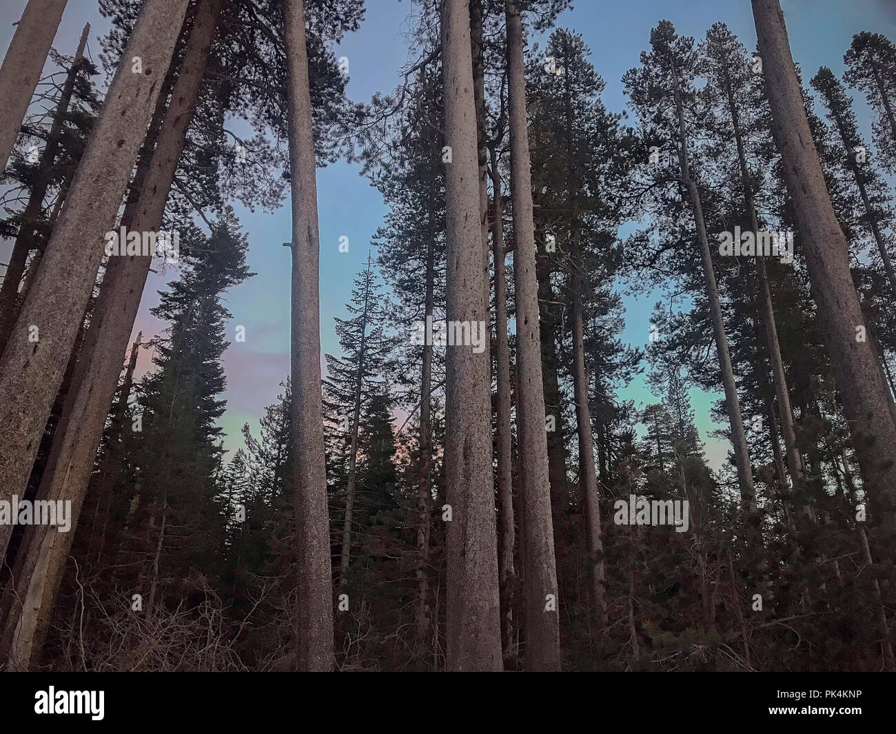 Grand groupe de Redwood le soir, dans la forêt nationale de Tahoe, en Californie Banque D'Images
