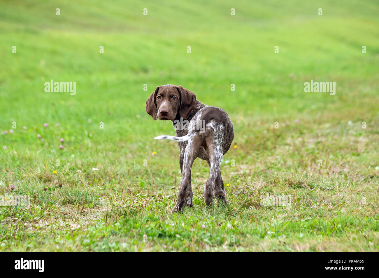 Braque Allemand, un kurtshaar chiot tacheté, de longues oreilles, de couleur chocolat, vue arrière, la tête est tournée à l'appareil photo, le chien est en station debout Banque D'Images
