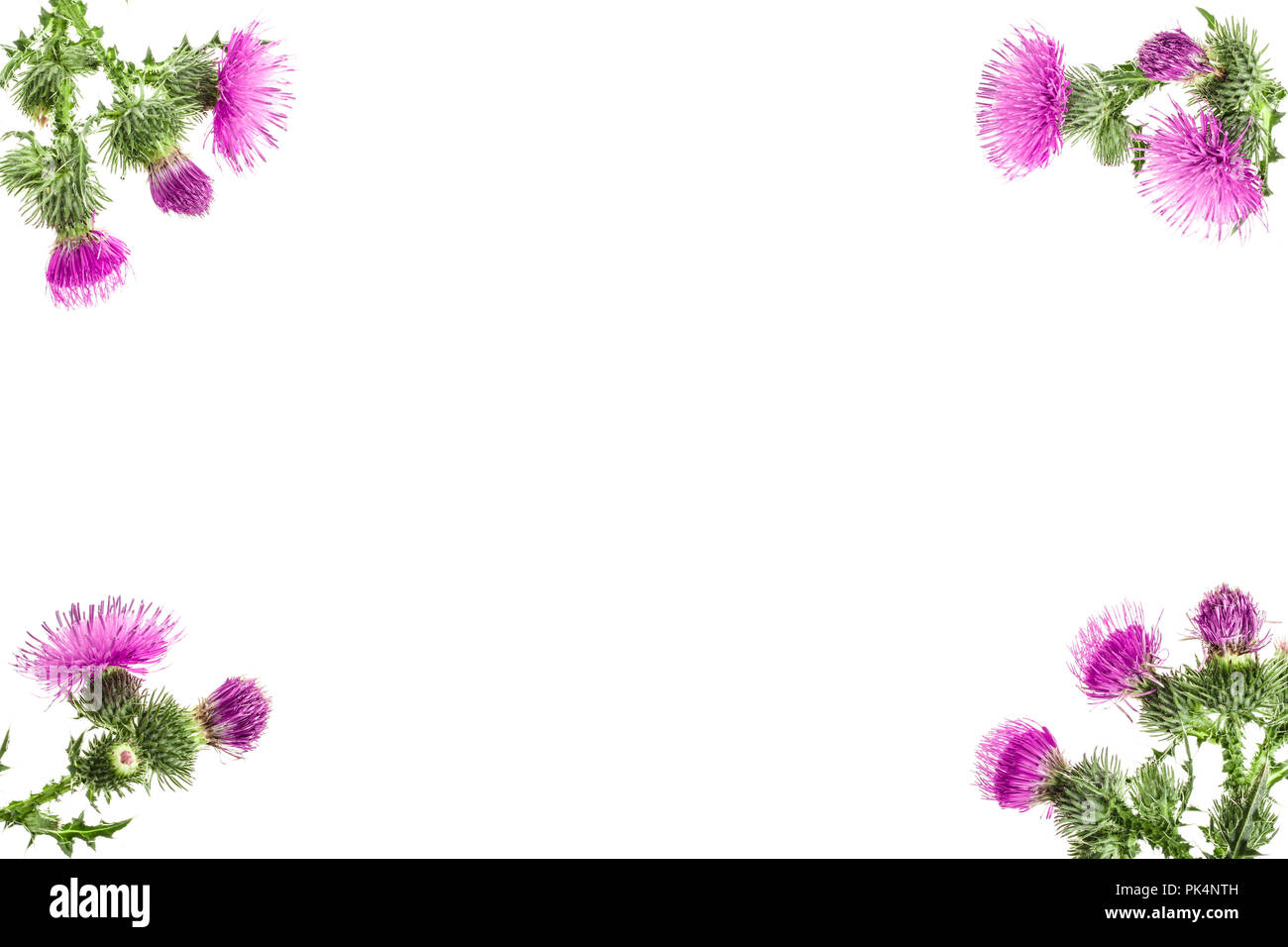 Milk thistle flower isolé sur fond blanc avec l'exemplaire de l'espace pour votre texte. Vue d'en haut. Mise à plat. Banque D'Images