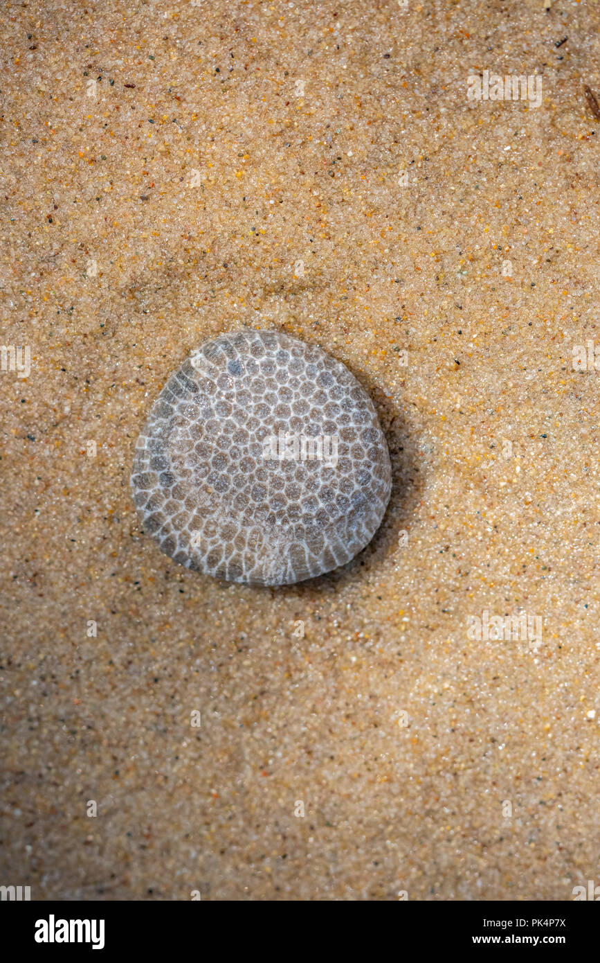 Une pierre de Charlevoix (rock formé à partir de squelettes de Favosite ou corail corail honeycomb) trouvés sur la plage sur le lac Michigan, USA. Banque D'Images