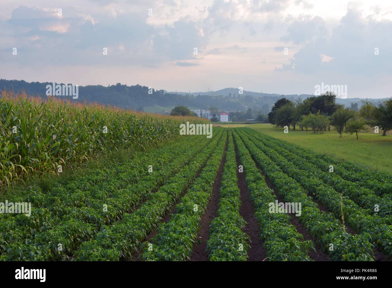 Image de plants de maïs, les terres agricoles Banque D'Images