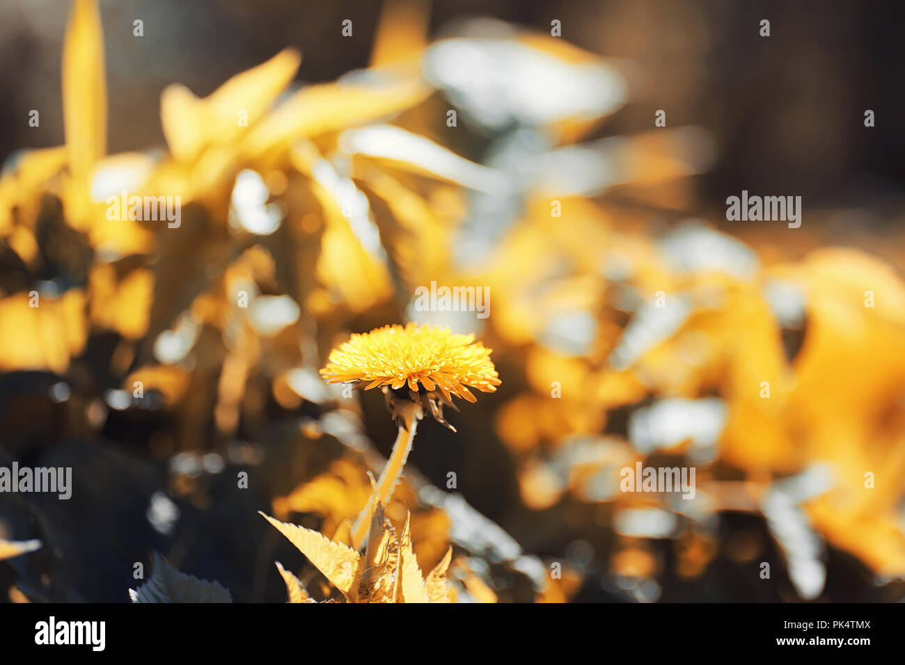 Nature de l'automne. Feuilles et avec les feuilles jaunes dans la p Banque D'Images Nature de l'automne. Feuilles et avec les feuilles jaunes dans la p Banque D'Images