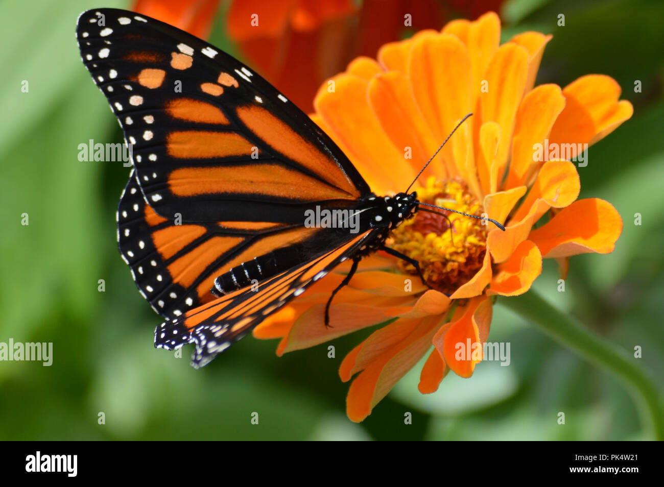 Papillon monarque dans le jardin Banque D'Images