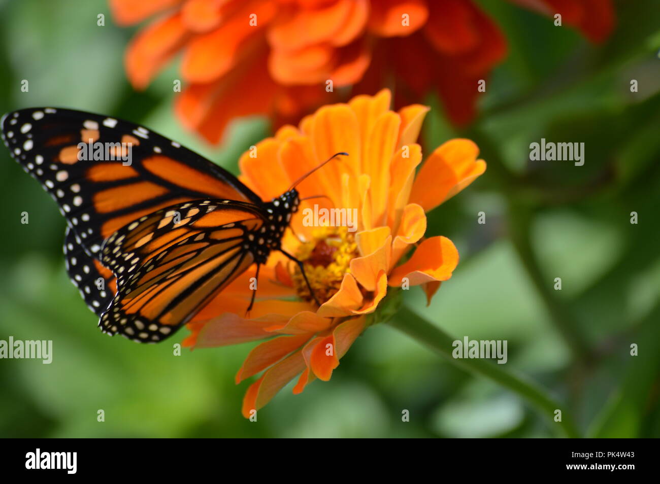Papillon monarque dans le jardin Banque D'Images