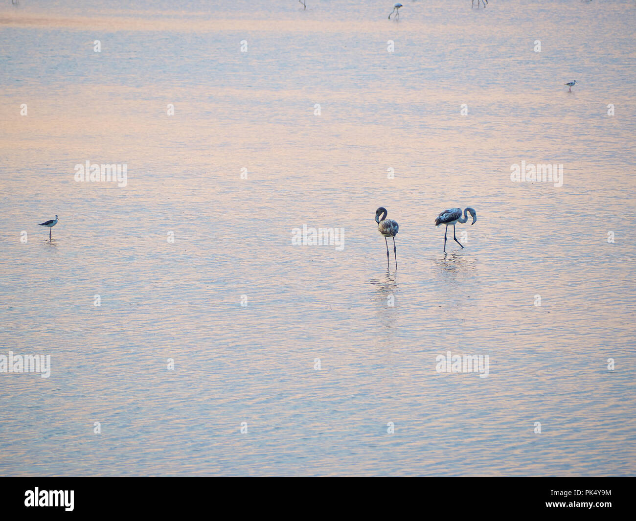 Shot de flamants dans un coucher de soleil d'été à Granelli parc naturel du parc. Sicile, Italie Banque D'Images