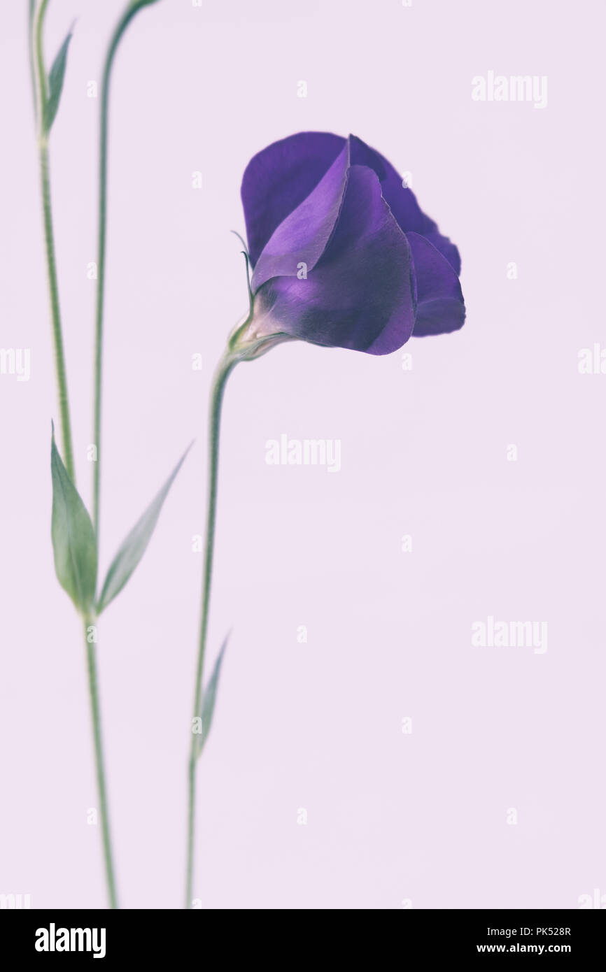 Les Lisianthus Flower Banque D'Images
