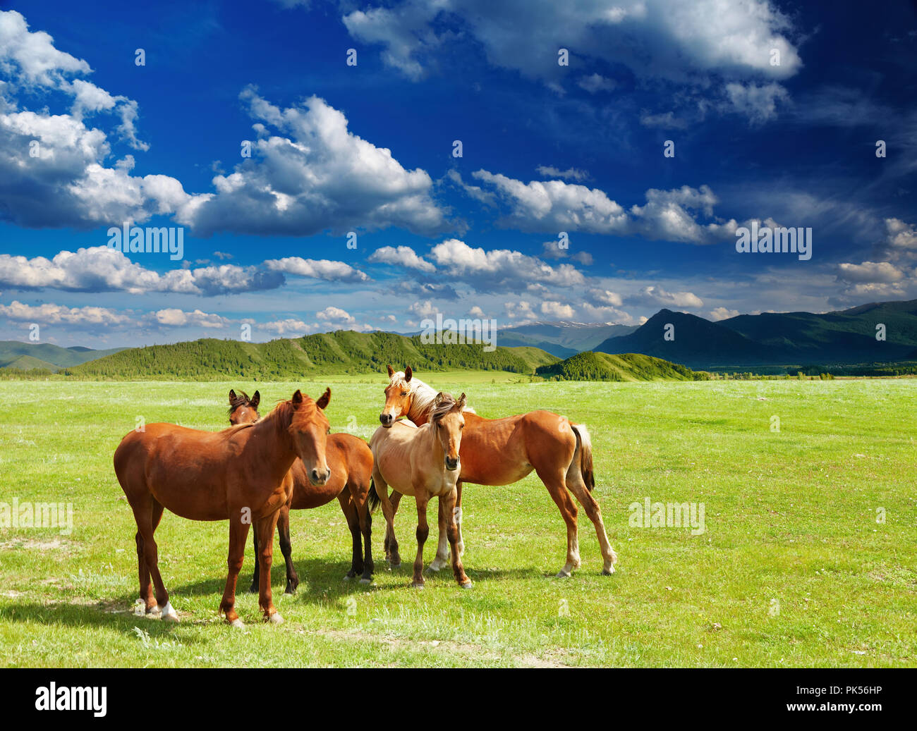 Paysage de montagne avec les chevaux pâturage Banque D'Images