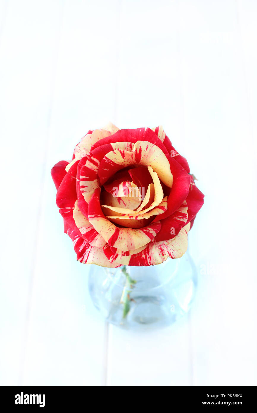 Close up of Tiger Framboise Rose en pleine floraison isolés contre fond blanc Banque D'Images