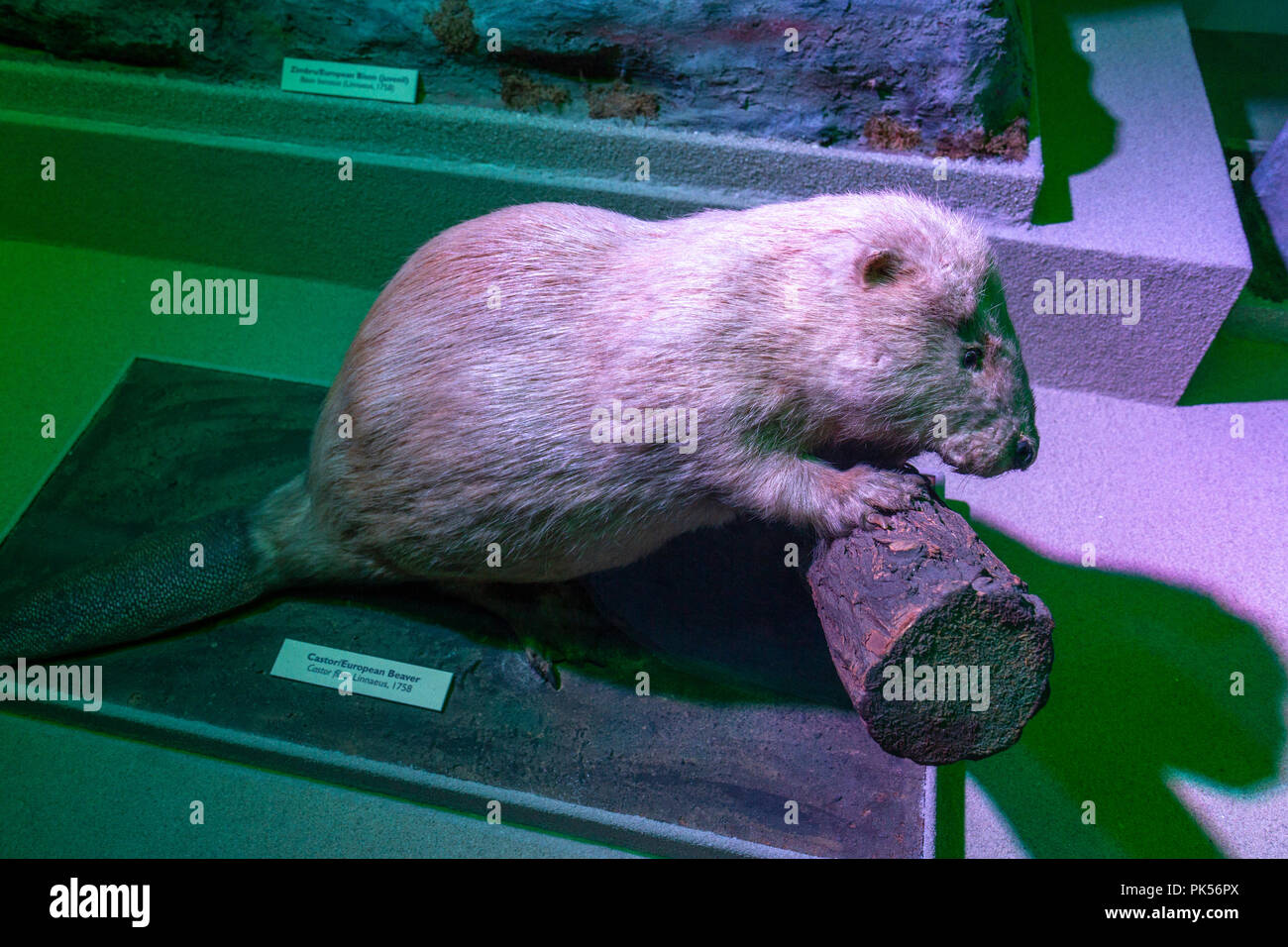 Le castor européen (Castor fiber linnaeus) sur l'affichage à l'intérieur de l'Grigore Antipa Museum National d'Histoire Naturelle, Bucarest, Roumanie. Banque D'Images