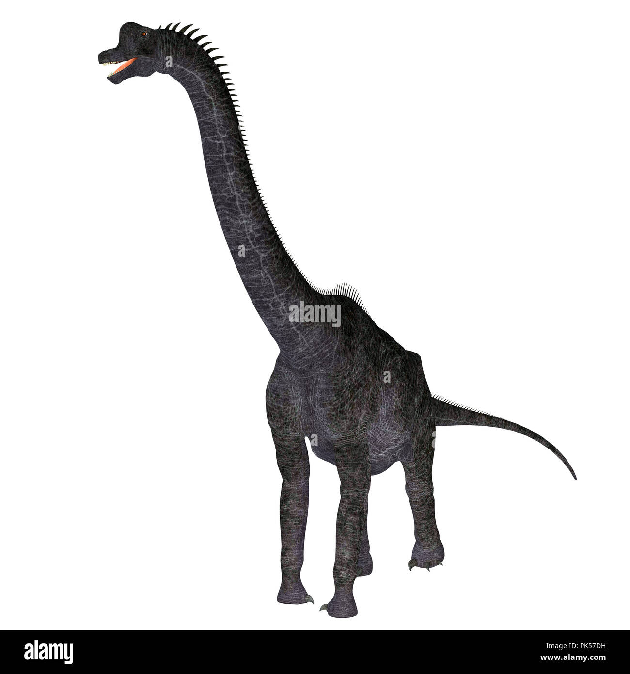 Le dinosaure Brachiosaurus Brachiosaurus - Blanc était un dinosaure sauropode herbivore qui vivait en Amérique du Nord pendant la période jurassique. Banque D'Images