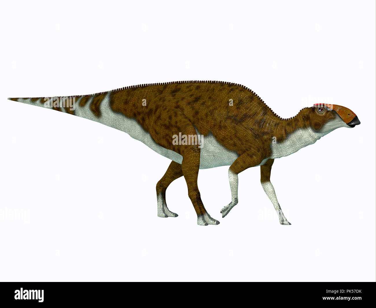 Brachylophosaurus Brachylophosaurus était un dinosaure herbivore - Hadrosaures dinosaure qui vivait pendant le Crétacé de l'Amérique du Nord. Banque D'Images