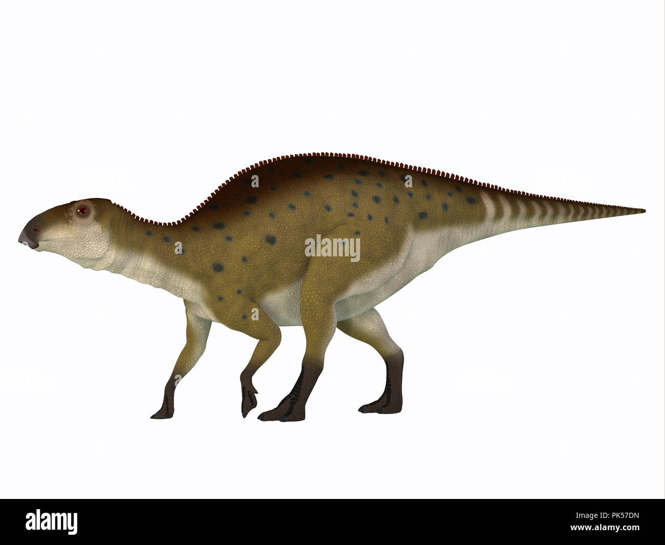 - Brachylophosaurus Brachylophosaurus dinosaure juvénile était un dinosaure qui vivait Hadrosaures herbivores au cours de la période du Crétacé d'Amérique du Nord. Banque D'Images