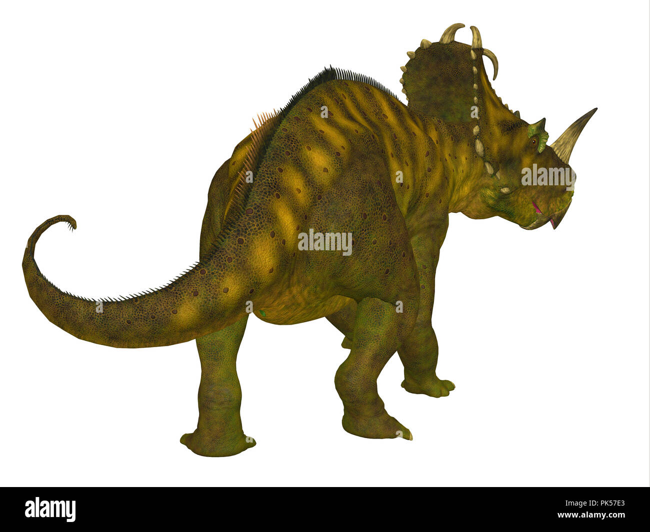 Latin-queue de dinosaure - Latin était un dinosaure herbivore cératopsien à bec qui vécu au Canada durant la période du Crétacé. Banque D'Images