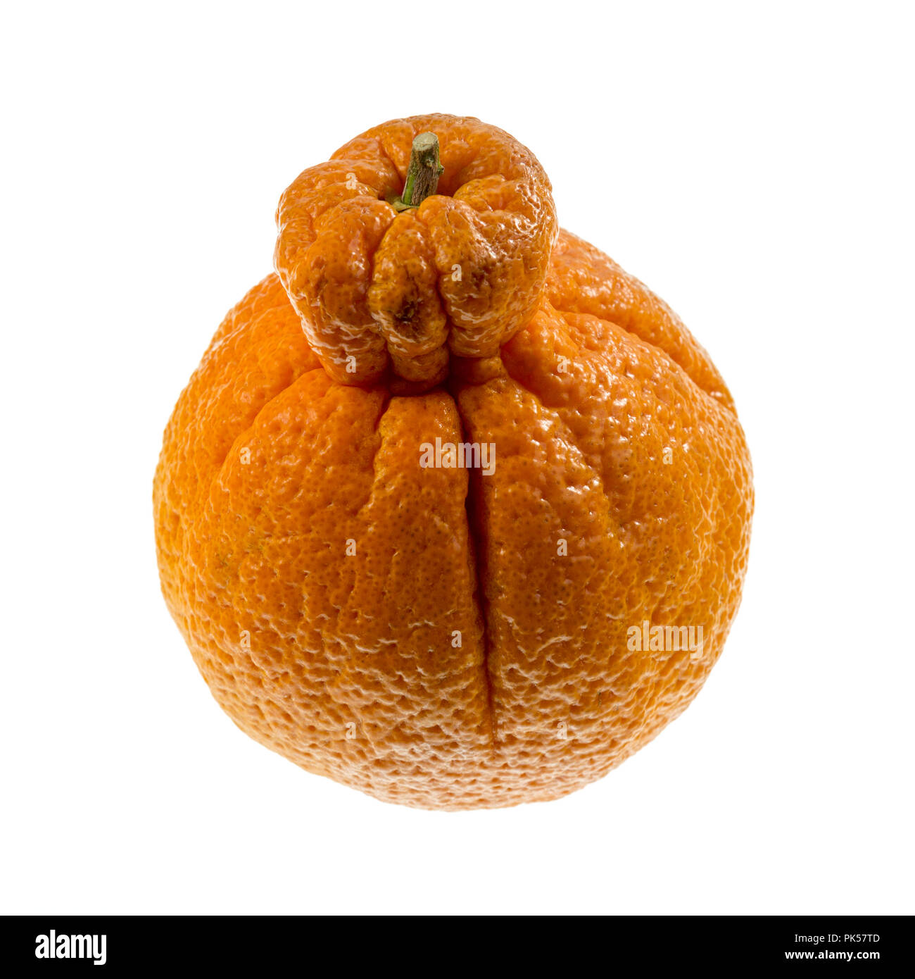 Agrumes de Sumo, appelé aussi dekopon, est une variété sans pépins et Sweet Mandarin, distinctif en raison de sa grande taille et grande bosse saillante sur le dessus. Banque D'Images