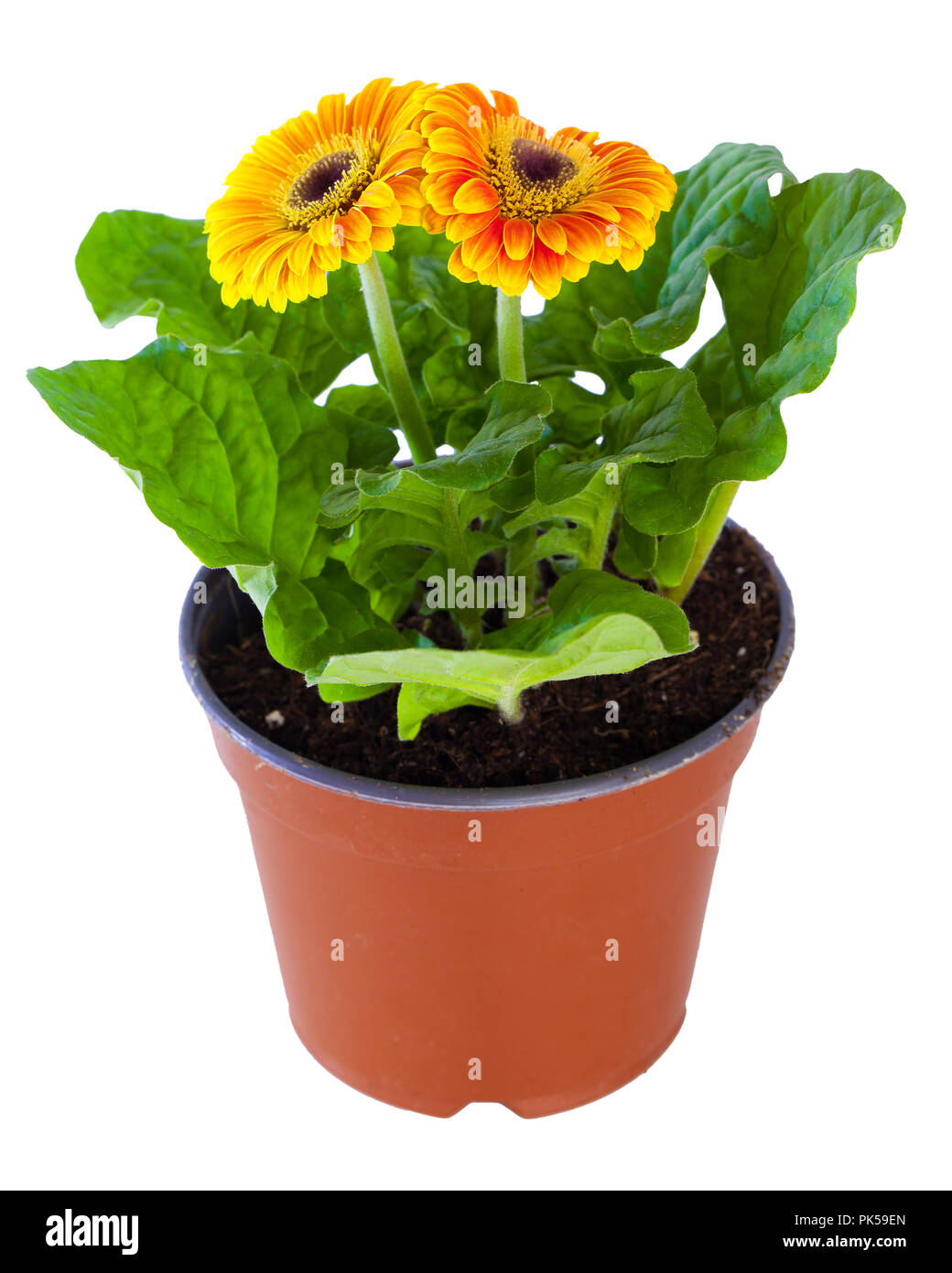 Orange Fleurs de gerbera rose en pot isolé sur blanc. Banque D'Images