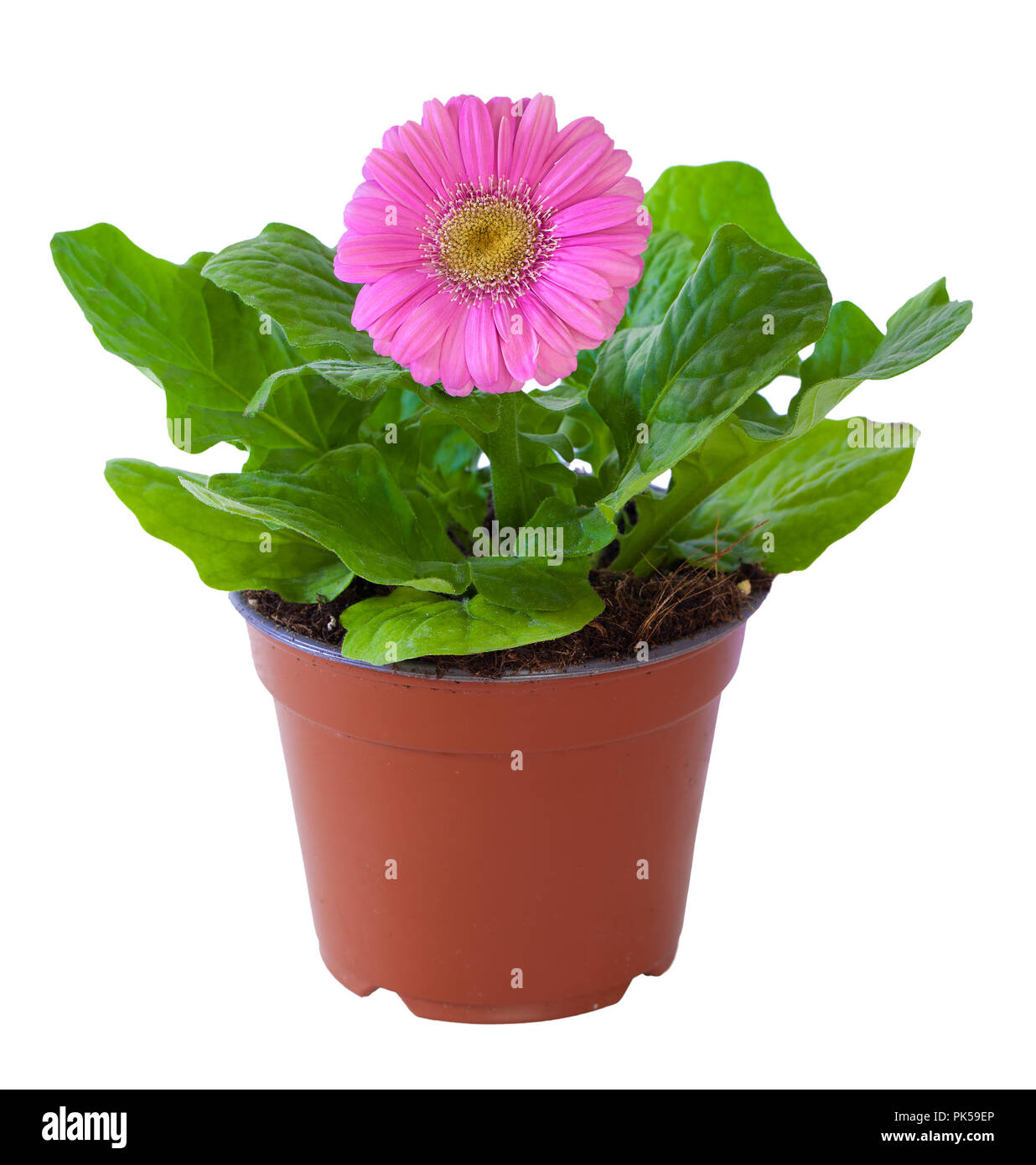 Plante en fleurs de gerbera rose en pot isolé sur blanc. Banque D'Images