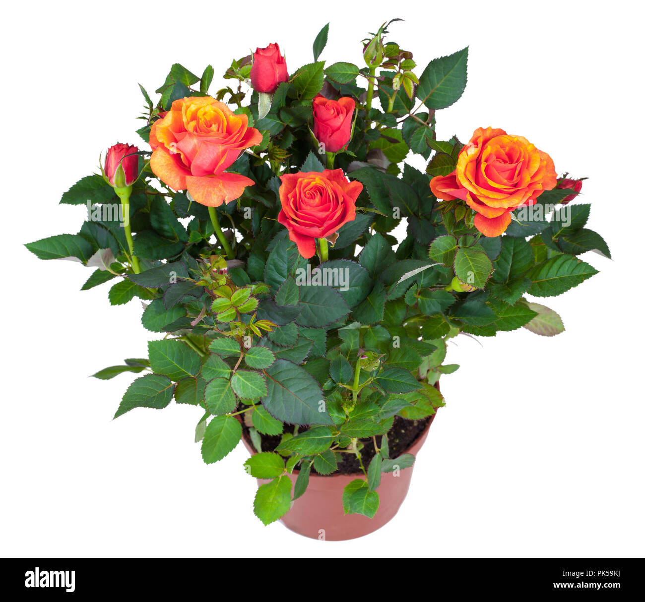 Plante en fleur de rose orange en cache-pot isolé sur blanc. Banque D'Images