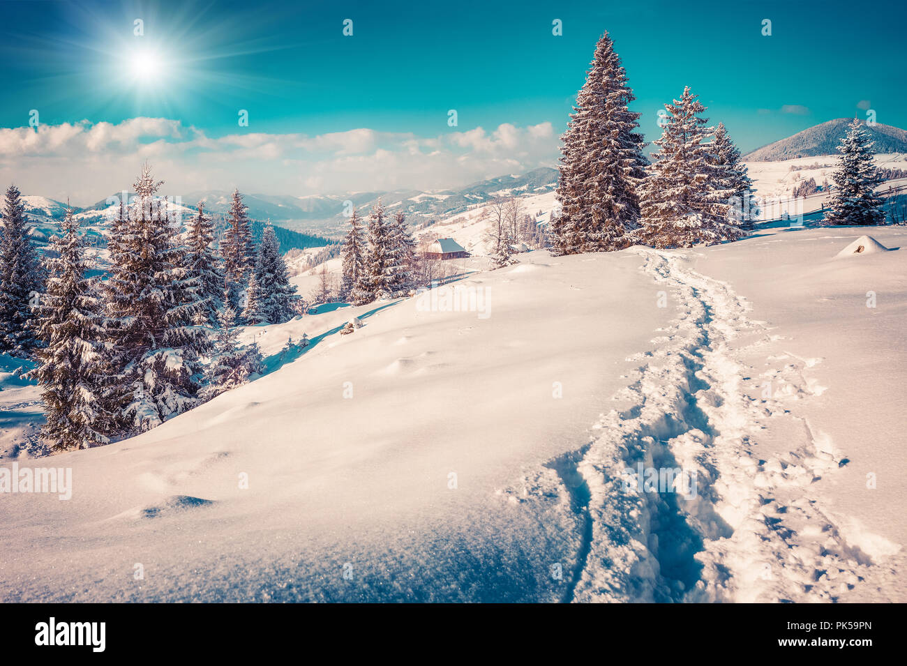 Sapins couverts de neige dans la forêt de la montagne. Instagram tonifiant. Banque D'Images
