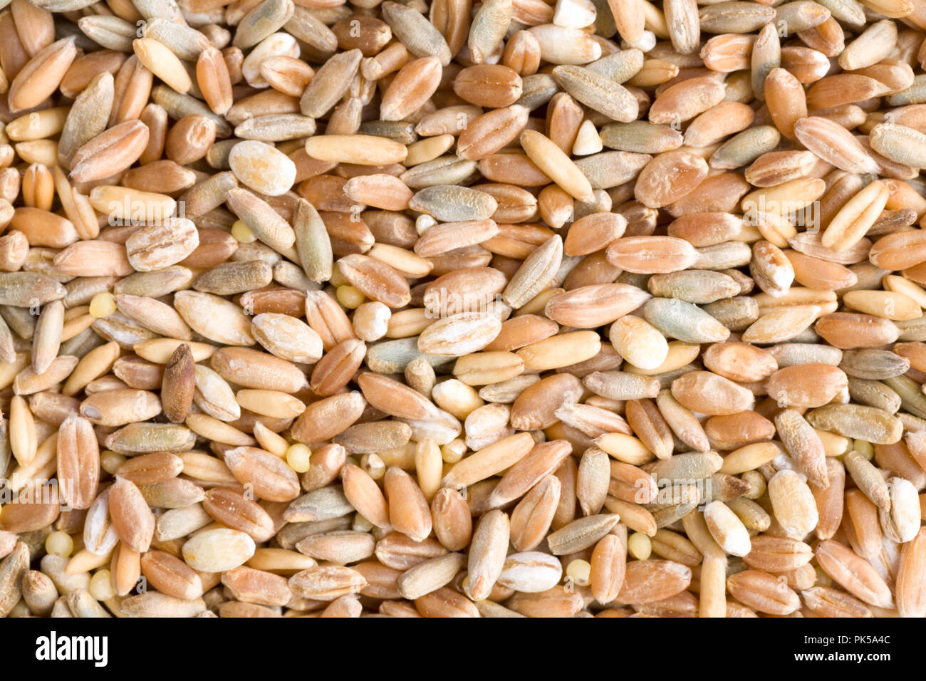 Le blé, le seigle, l'épeautre, l'orge et de sorgho grain seeds close up. Vue d'en haut. Studio Shot Banque D'Images