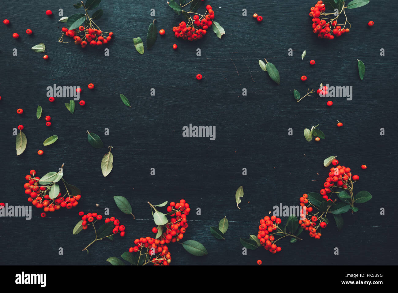 Mise à plat des fruits rouges sauvages sur fond sombre, vue du dessus des saison d'espace copie toile avec arrangement modèle des fruits Banque D'Images