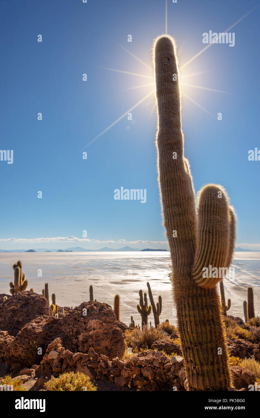Big cactus dans l'île de Incahuasi, Salar de Uyuni salt flat, Potosi, Bolivie Banque D'Images