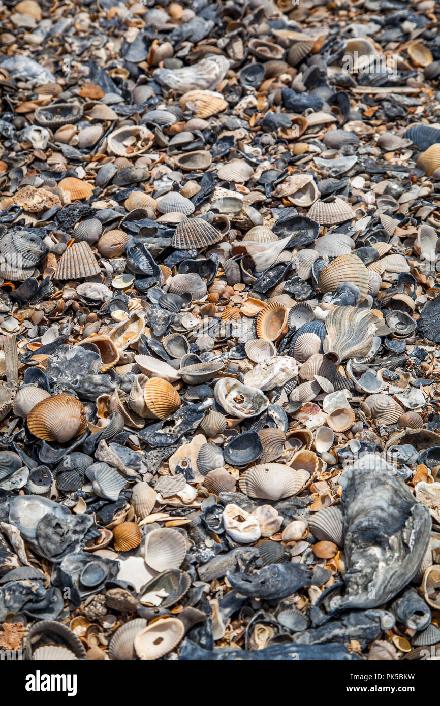 Close up de coquillages échoués sur une plage. Banque D'Images